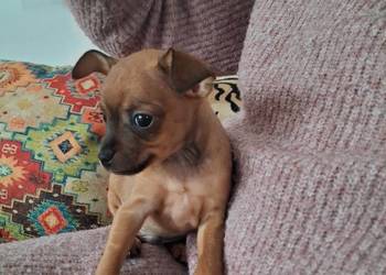 Toy rosyjski krótkowłosy