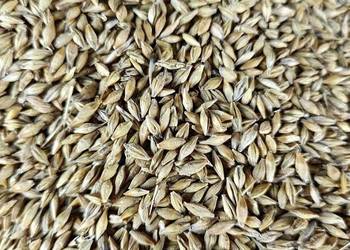 Jęczmień Jary/wiosenny