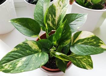 Scindapsus Epipremnum Aureum złociste złote w doniczce