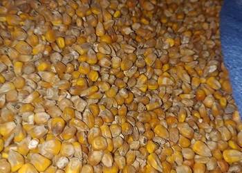 Kukurydza sucha i mielona Przenzyto przenica oraz słonecznik