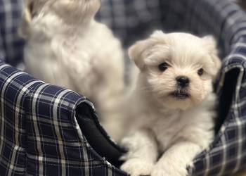 Szczenięta szukają nowego domu