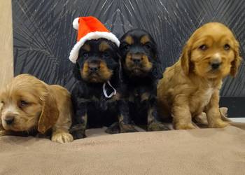 Cocker Spaniel Angielski