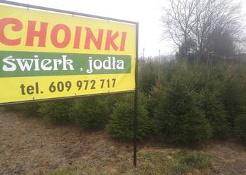 Choinki Świąteczne z plantacji.