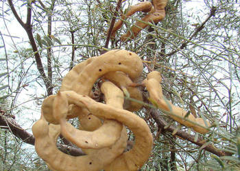 PROSOPIS CHILENSIS  Prosopis chilensis - NASIONA 100g