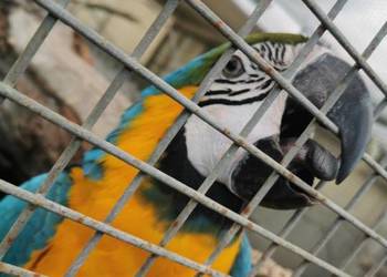 Ara AraRauna AraRauna Samiec 2023r Kakadu DNA