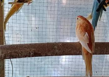 Sprzedam papugi Świergotki seledynowe