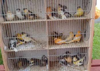 Papugi kanarki zeberki