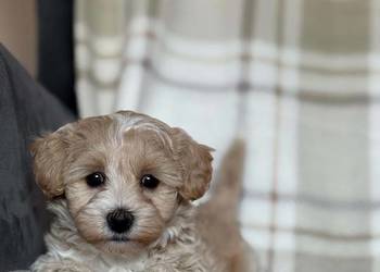 Szczeniaki Maltipoo 8 tyg