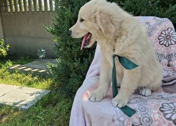 Sprzedam  pieski    Golden  Retriever