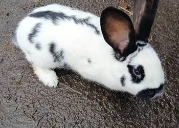 Króliki różnej wielkości