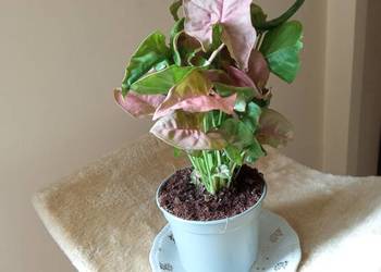 Piękne syngonium za 10 zł !