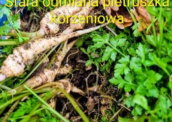 Stara odmiana Pietruszka korzeniowa nasiona kolekcja
