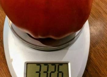 Big Zac pomidor Rekord świata Gigant nasiona Unikat Big Zac pomidor Rekord świata Gigant nasiona Unikat