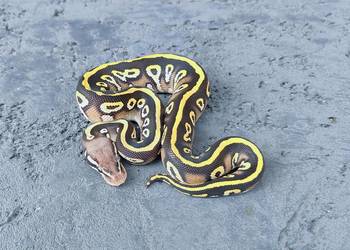 Pyton Królewski, samiec- Black Head Mojave Pastel poss Spotnose het Clown