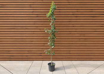Klon polny 'Green Column', wys. 220-250 cm