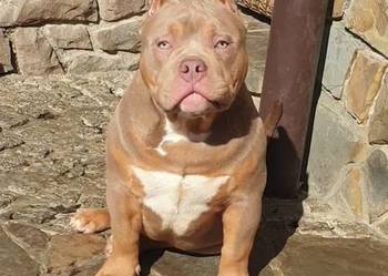 American Bully Pocket Pies