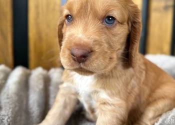 Cocker Spaniel Angielski