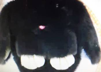 Brelok czarny futrzany króliczek Nowy