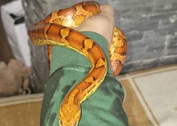 Wąż zbożowy wraz z terrarium plus mata grzewcza