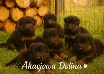 Szczeniaki owczarka niemieckiego długowłosego ciemnego podpalanego