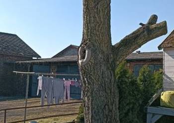 Sprzedam orzech włoski