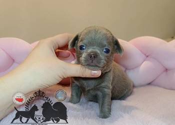 Chihuahua sunia krótkowłosa liliowa badania rodowód