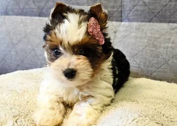 Prześliczna suczka Biewer Yorkshire Terrier