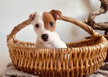 Cudowny szczeniak Jack Russell Terrier - rodowód