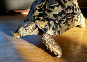Żółw lamparci z terrarium i komodą