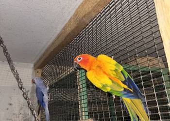 Konura słoneczna barwinka ręcznie karmiona