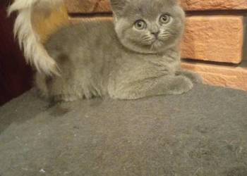 Kotka brytyjska  niebieska