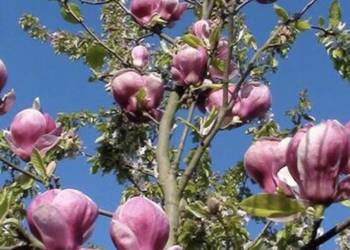 Magnolia  pośrednia - sadzonki