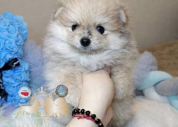 Szpic miniaturowy pomeranian Orange merle badania DNA!