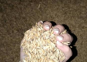 Owies ziarno (2025r. Zbiór) zamiennik pelletu, na pasze, do siania