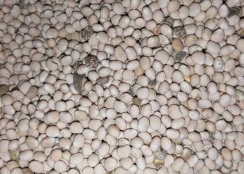 Łubin gorzki Karo/Oskar