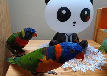 Sprzedam lub zamienię lorysy