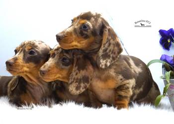 Jamnik krótkowłosy króliczy/min. (ZKwP/FCI)