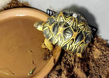 Żółw promienisty Astrochelys radiata