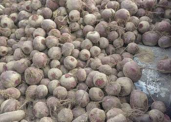 buraczni paszowe na paszę odpadowe