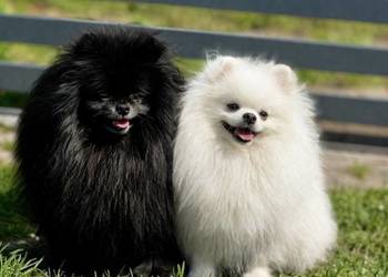 Szpic miniaturowy Pomeranian