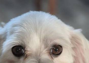 Maltańczyk reproduktor