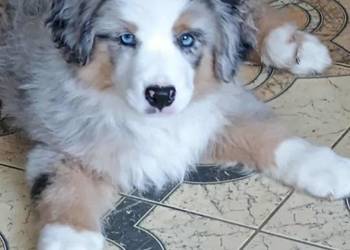 Miniaturowy owczarek amerykański