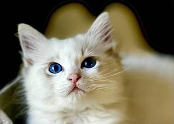 Kocurek Ragdoll DRACO