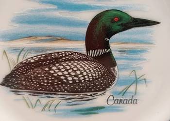 Talerz z Canady Toronto ptak kaczka