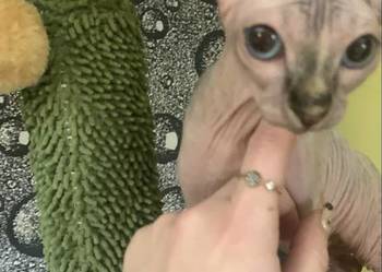 Sfinks Kanadyjski. Rezerwacja kotki.