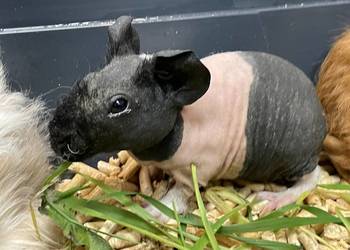 kawia skin - łysa świnka morska