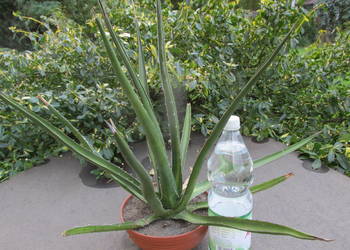 Mrozoodporna kilkunastoletnia agawa do -23°C - agave lechuguilla
