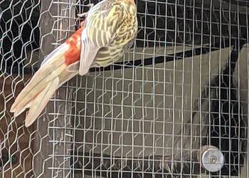 Rozella białolica,rudosterki