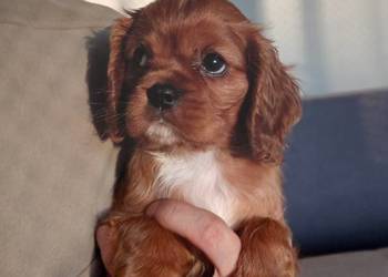 Cavalier King Charles Spaniel /suczka Ruby 2026