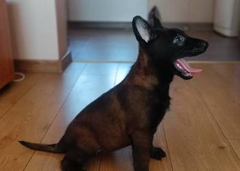 Owczarek belgijski malinois